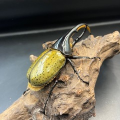 【新成虫】DHヘラクレス♂127mm ※送料事前連絡にて変更可 ※直接受け渡しに変更可の画像