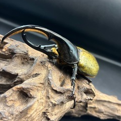 【新成虫】DHヘラクレス♂127mm ※送料事前連絡にて変更可 ※直接受け渡しに変更可の画像