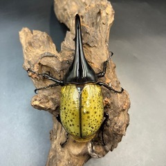 【新成虫】DHヘラクレス♂127mm ※送料事前連絡にて変更可 ※直接受け渡しに変更可の画像