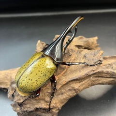 【新成虫】DHヘラクレス♂132mm ※送料事前連絡にて変更可 ※直接受け渡しに変更可の画像