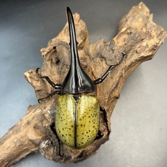 【新成虫】DHヘラクレス♂132mm ※送料事前連絡にて変更可 ※直接受け渡しに変更可の画像