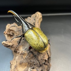 【新成虫】DHヘラクレス♂132mm ※送料事前連絡にて変更可 ※直接受け渡しに変更可の画像