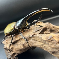 【新成虫】DHヘラクレス♂132mm ※送料事前連絡にて変更可 ※直接受け渡しに変更可の画像