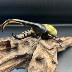 【新成虫】DHヘラクレス♂133mm ※送料事前連絡にて変更可 ※直接受け渡しに変更可の画像