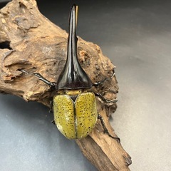 【新成虫】DHヘラクレス♂133mm ※送料事前連絡にて変更可 ※直接受け渡しに変更可の画像