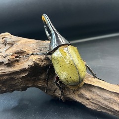 【新成虫】DHヘラクレス♂133mm ※送料事前連絡にて変更可 ※直接受け渡しに変更可の画像