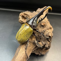 【新成虫】DHヘラクレス♂133mm ※送料事前連絡にて変更可 ※直接受け渡しに変更可の画像