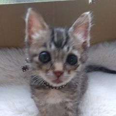 9/20頃生　キジトラ女の子里親さん募集します🐈 - 横浜市