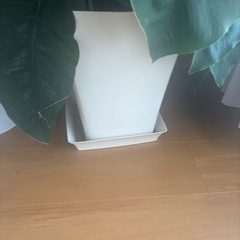 モンステラ　デュピア　2鉢セットの画像