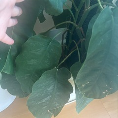 モンステラ　デュピア　2鉢セットの画像