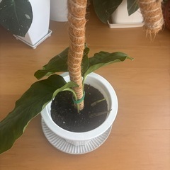 モンステラ　デュピア　2鉢セットの画像