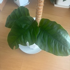 モンステラ　デュピア　2鉢セットの画像