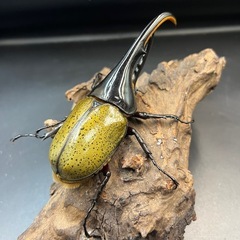 【新成虫】DHヘラクレス♂134mm ※送料事前連絡にて変更可 ※直接受け渡しに変更可の画像