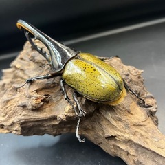 【新成虫】DHヘラクレス♂134mm ※送料事前連絡にて変更可 ※直接受け渡しに変更可の画像