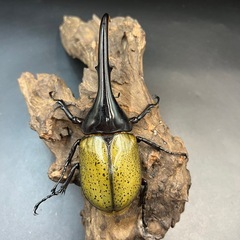 【新成虫】DHヘラクレス♂134mm ※送料事前連絡にて変更可 ※直接受け渡しに変更可の画像