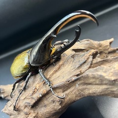 【新成虫】DHヘラクレス♂134mm ※送料事前連絡にて変更可 ※直接受け渡しに変更可の画像