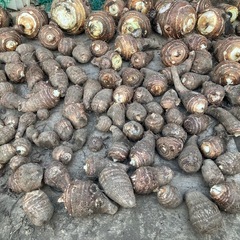 物価高対策 里芋B級品 1kg 200円 No.02の画像