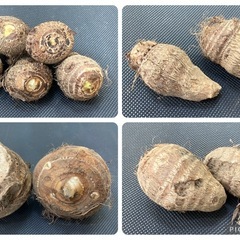 物価高対策 里芋B級品 1kg 200円 No.02の画像