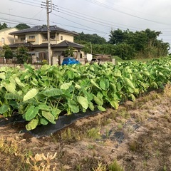 物価高対策 里芋B級品 1kg 200円 No.02の画像