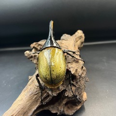 DHヘラクレス♂136mm ※送料事前連絡にて変更可 ※直接受け渡しに変更可の画像