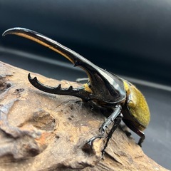 DHヘラクレス♂136mm ※送料事前連絡にて変更可 ※直接受け渡しに変更可の画像