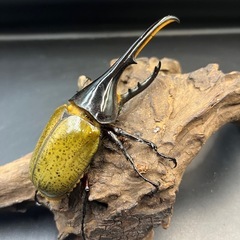 【新成虫】DHヘラクレス♂137mm ※送料事前連絡にて変更可 ※直接受け渡しに変更可の画像