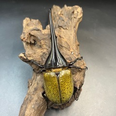 【新成虫】DHヘラクレス♂137mm ※送料事前連絡にて変更可 ※直接受け渡しに変更可の画像