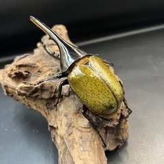 【新成虫】DHヘラクレス♂137mm ※送料事前連絡にて変更可 ※直接受け渡しに変更可の画像