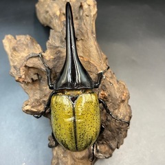♀追加可 DHヘラクレス♂137mm② ※送料事前連絡にて変更可 ※直接受け渡しに変更可の画像