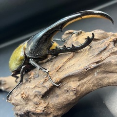 ♀追加可 DHヘラクレス♂137mm② ※送料事前連絡にて変更可 ※直接受け渡しに変更可の画像