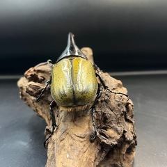 ♀追加可 DHヘラクレス♂137mm② ※送料事前連絡にて変更可 ※直接受け渡しに変更可の画像