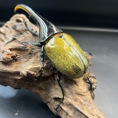 ♀追加可 DHヘラクレス♂137mm② ※送料事前連絡にて変更可 ※直接受け渡しに変更可の画像