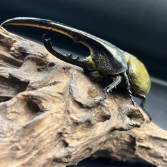DHヘラクレス♂138mm ※送料事前連絡にて変更可 ※直接受け渡しに変更可 の画像