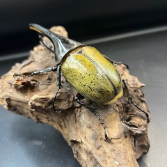 DHヘラクレス♂138mm ※送料事前連絡にて変更可 ※直接受け渡しに変更可 の画像