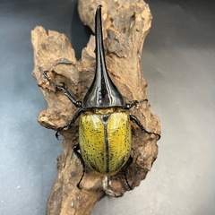 DHヘラクレス♂138mm ※送料事前連絡にて変更可 ※直接受け渡しに変更可 の画像