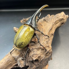 DHヘラクレス♂138mm ※送料事前連絡にて変更可 ※直接受け渡しに変更可 の画像