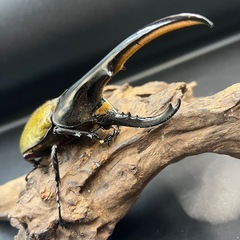 DHヘラクレス♂138mm② ※送料事前連絡にて変更可 ※直接受け渡しに変更可の画像