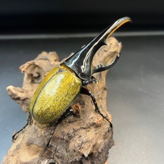 DHヘラクレス♂138mm② ※送料事前連絡にて変更可 ※直接受け渡しに変更可の画像