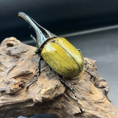 DHヘラクレス♂138mm② ※送料事前連絡にて変更可 ※直接受け渡しに変更可の画像