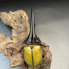 DHヘラクレス♂138mm② ※送料事前連絡にて変更可 ※直接受け渡しに変更可の画像