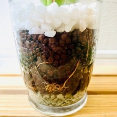 キングバンブー　３本仕立て　観葉植物　ハイドロカルチャーの画像