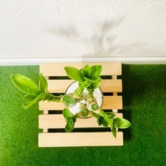 キングバンブー　３本仕立て　観葉植物　ハイドロカルチャーの画像