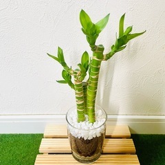 キングバンブー　３本仕立て　観葉植物　ハイドロカルチャーの画像
