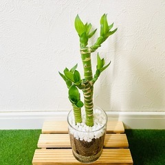 キングバンブー　３本仕立て　観葉植物　ハイドロカルチャーの画像