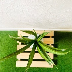 サンスベリア　ハイブリッド　パンテーラ　観葉植物　ハイドロカルチャーの画像