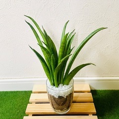 サンスベリア　ハイブリッド　パンテーラ　観葉植物　ハイドロカルチャーの画像