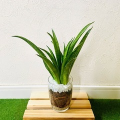 サンスベリア　ハイブリッド　パンテーラ　観葉植物　ハイドロカルチャーの画像