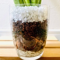 サンスベリア　ハイブリッド　パンテーラ　観葉植物　ハイドロカルチャーの画像