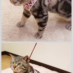 キャティーマン (CattyMan) ミーチェねこどうわ Sサイズ ジオモダン パープルの画像