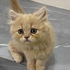 スコティッシュフォールド女の子